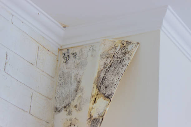 Why You Should Choose Our Mold Remediation Services in Collierville, TN